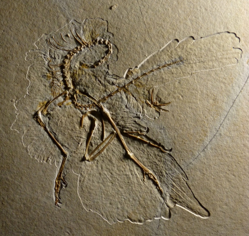 Illustration for article titled Beautiful Archaeopteryx fossil discovered in Germany
